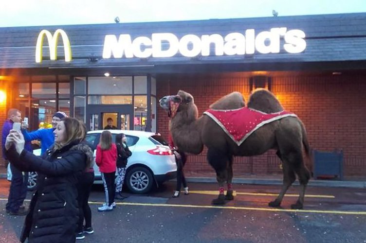 Drive-Thru Mcdonalds
